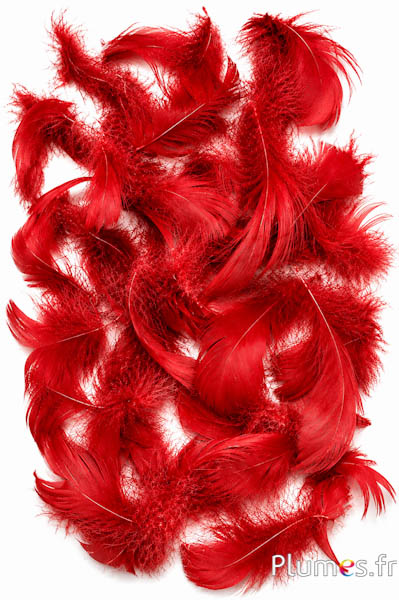 Oca - 4-6 cm - rosso